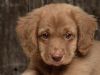 cachorro de dias