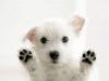 derechos de los perros