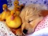 cachorro con patitos