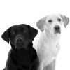 labrador negro y labrador blanco
