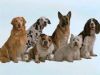 perros de diferentes razas