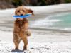fines de la asociacin, perro jugando con frisby en playa