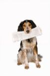 perro trayendo periódico